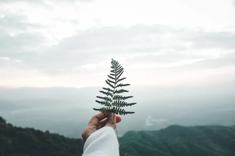 plant against sky during sunset